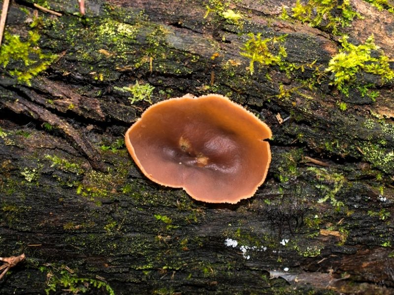 Peziza sp. | Fungo raro na Serra Gaúcha