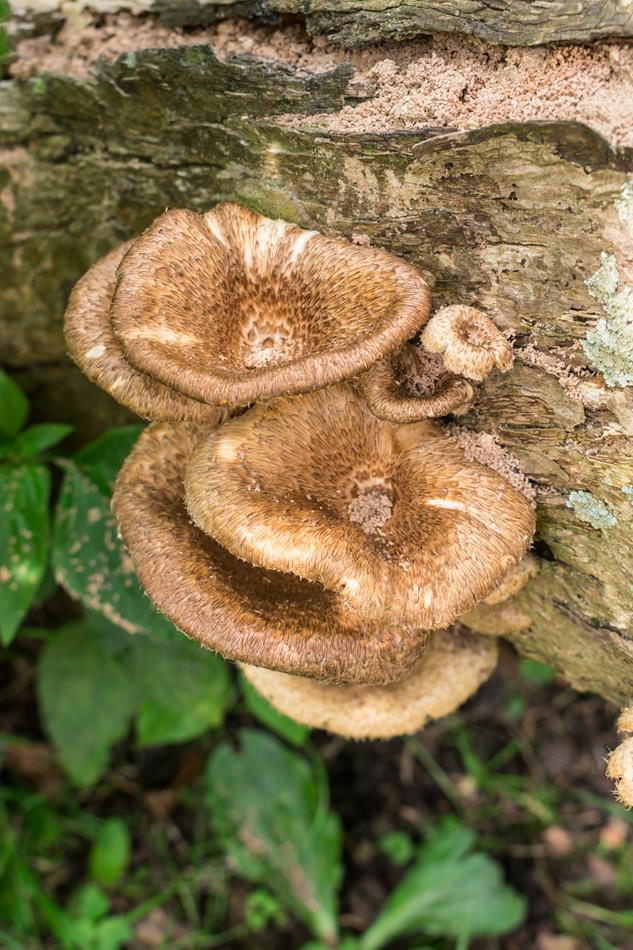 Lentinus berteroi