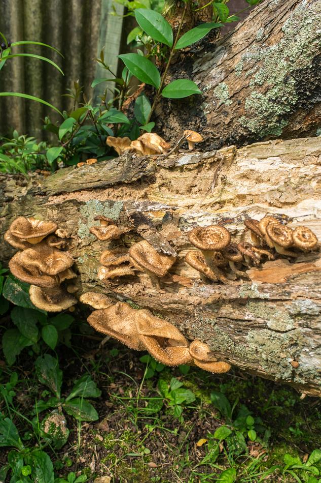 Lentinus berteroi