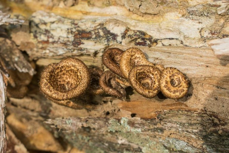 Lentinus berteroi e Lentinus crinitus | Cogumelos silvestres comestíveis