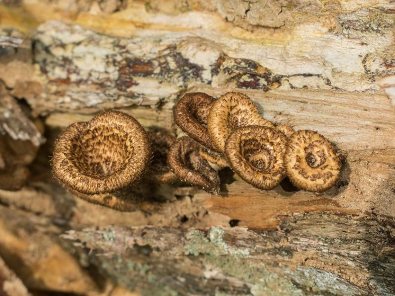 Lentinus berteroi e Lentinus crinitus | Cogumelos silvestres comestíveis