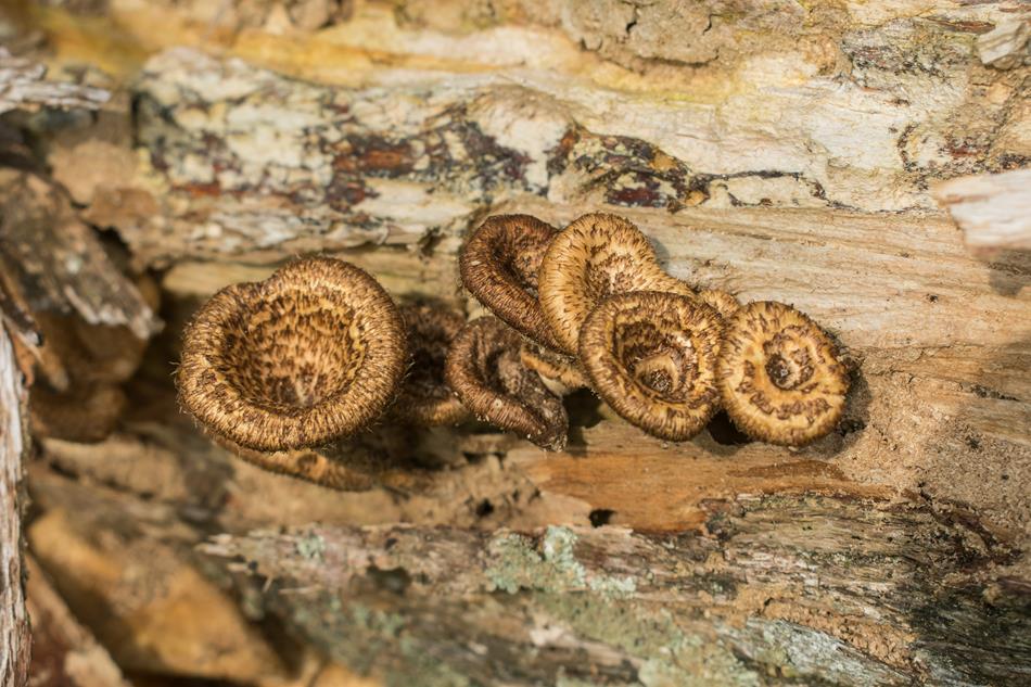 Lentinus berteroi e Lentinus crinitus | Cogumelos silvestres comestíveis