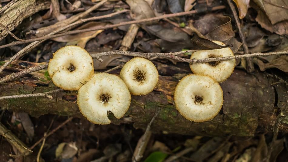 Lentinus crinitus