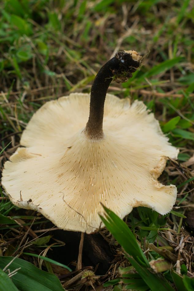 Lentinus crinitus