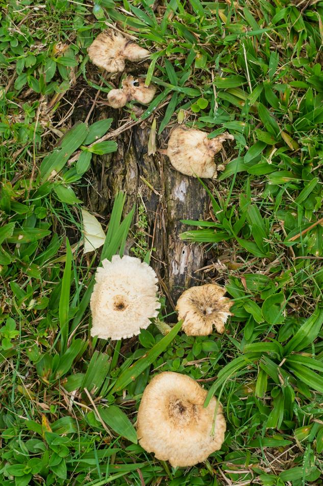 Lentinus crinitus