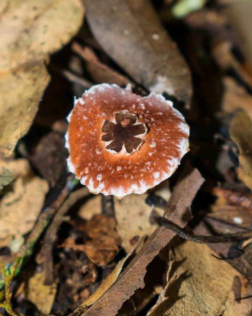 Lepiota nustae "La princesa"