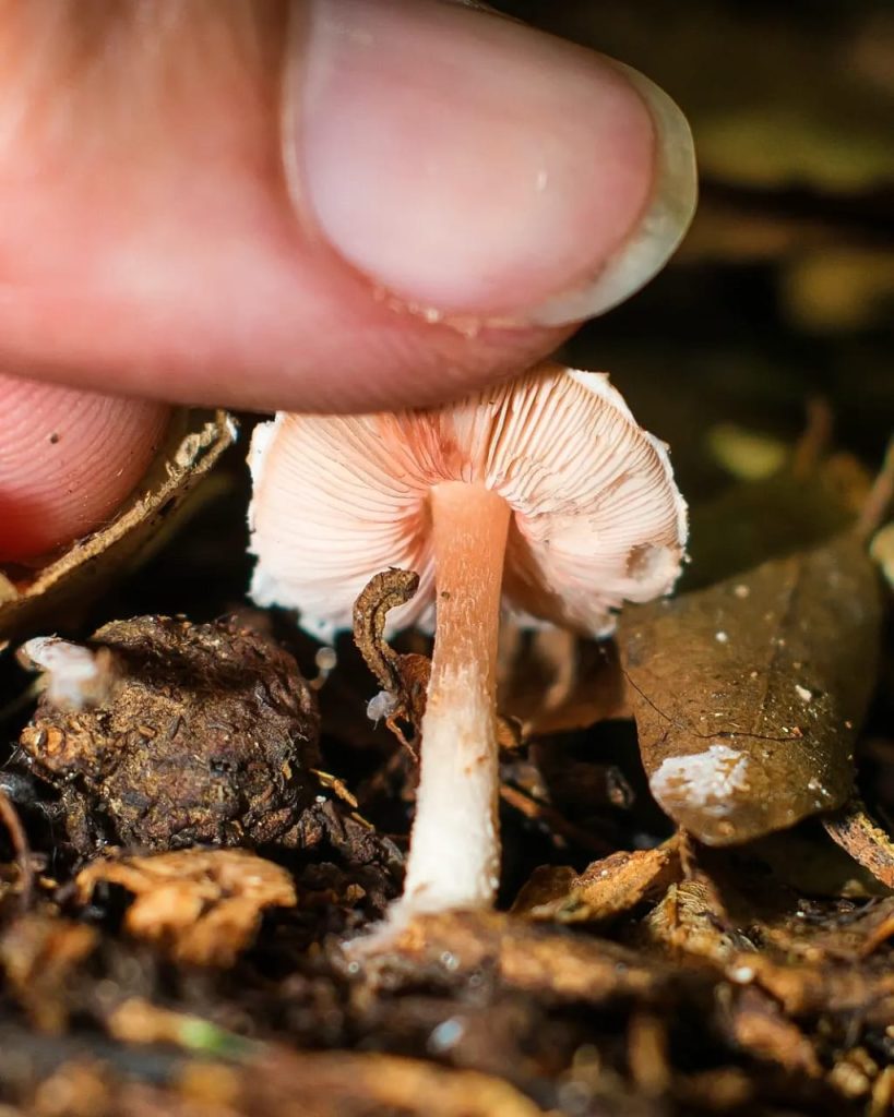 Lepiota nustae "La princesa" - himenóforo