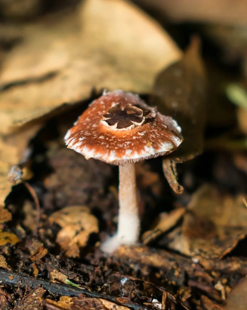 Cogumelo Lepiota nustae "La princesa"