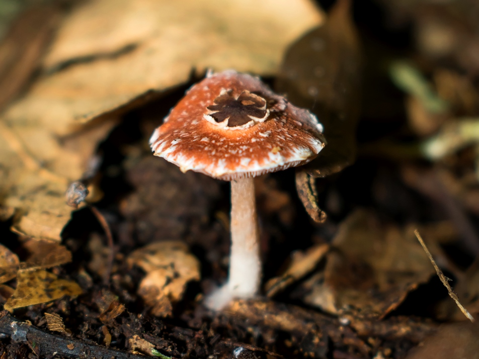 Cogumelo Lepiota La princesa na Serra Gaúcha