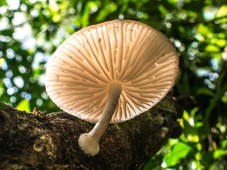 10 Cogumelos comestíveis da Mata Atlântica