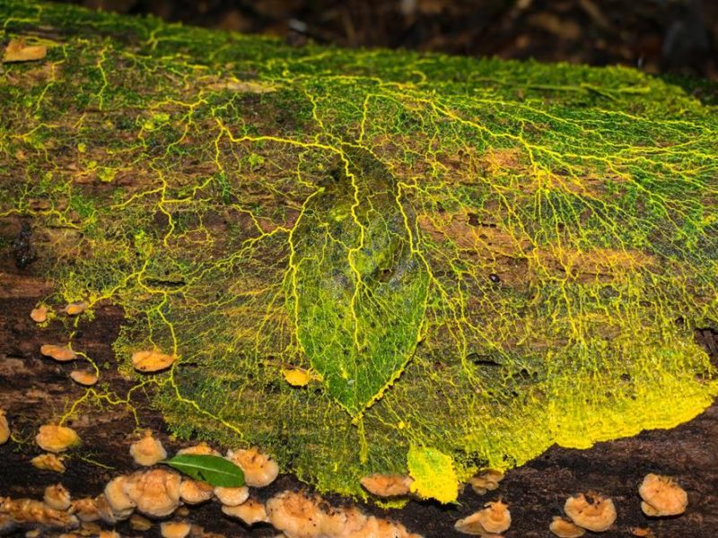 Plasmódio de mixomiceto na Serra Gaúcha | Physaraceae