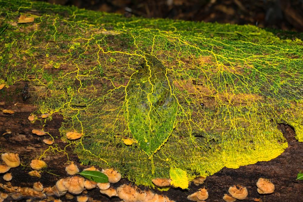 Plasmódio de mixomiceto na Serra Gaúcha | Physaraceae