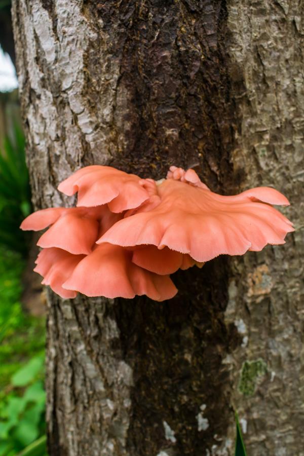 Pleurotus djamor - cogumelo salmão