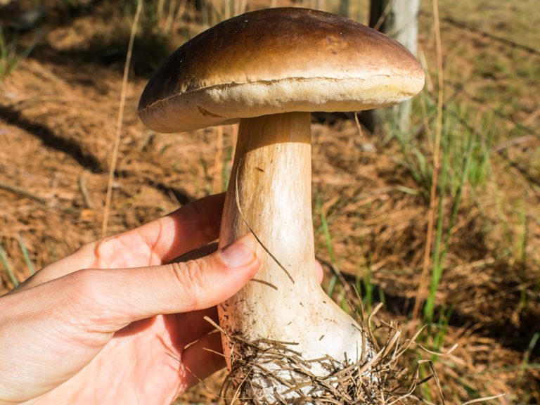 Como e onde encontrar cogumelos comestíveis na Serra Gaúcha