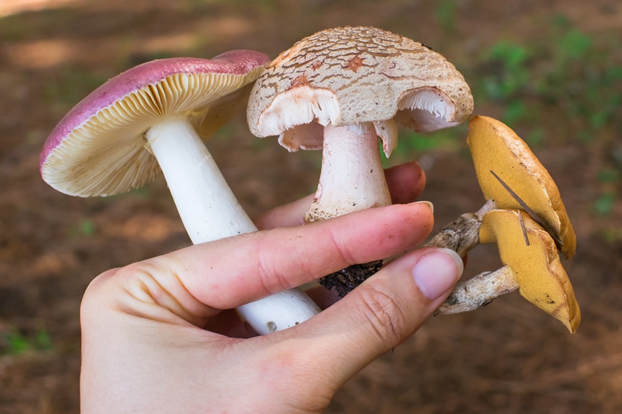 Cogumelos Russula, Amanita e Suillus