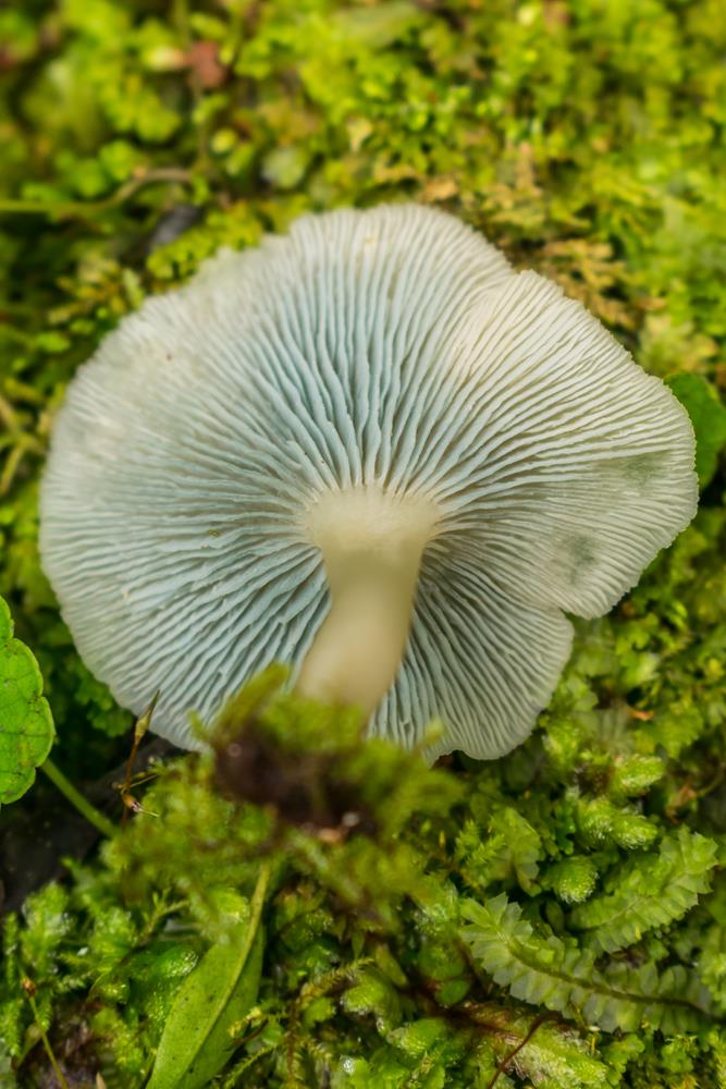 Clitocybula azurea lamelas