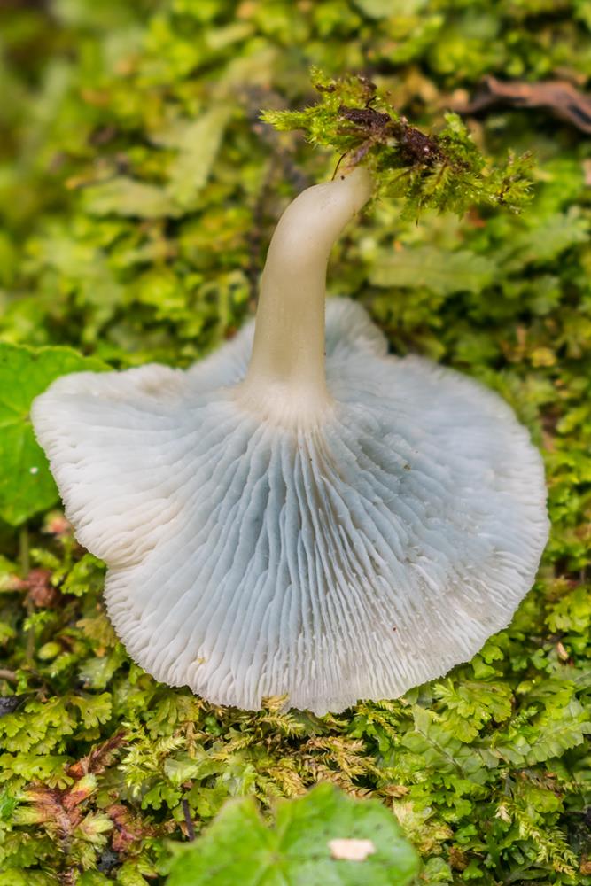 Clitocybula azurea himenóforo