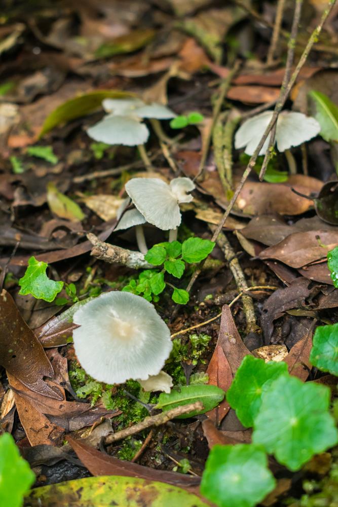 Clitocybula azurea