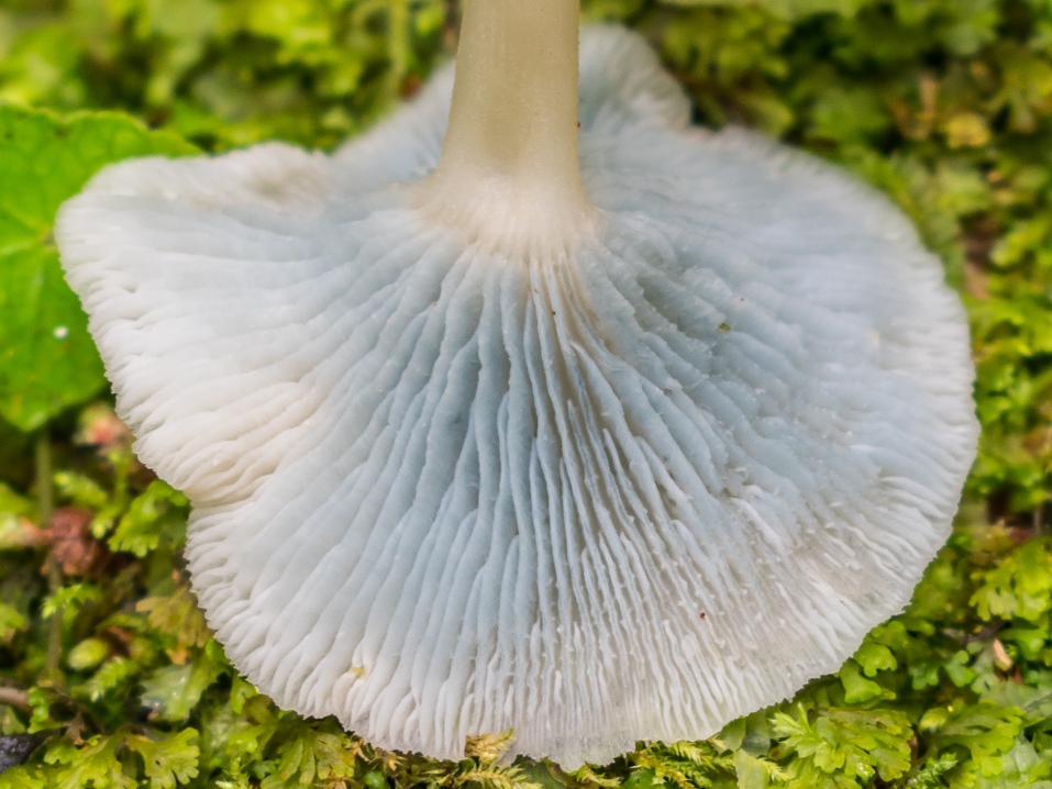 Clitocybula azurea | Cogumelinhos azuis na Serra Gaúcha