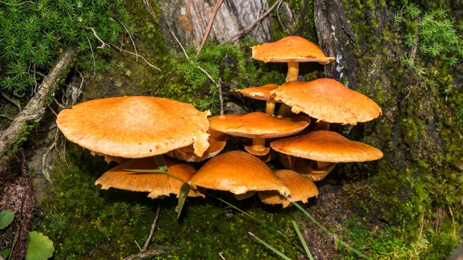 Gymnopilus junonius na Serra Gaúcha