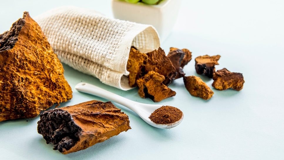 Cogumelo medicinal Chaga