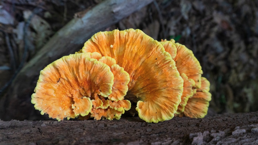 Cogumelo Laetiporus, frango da floresta