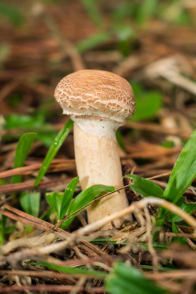 Macrolepiota bonaerensis