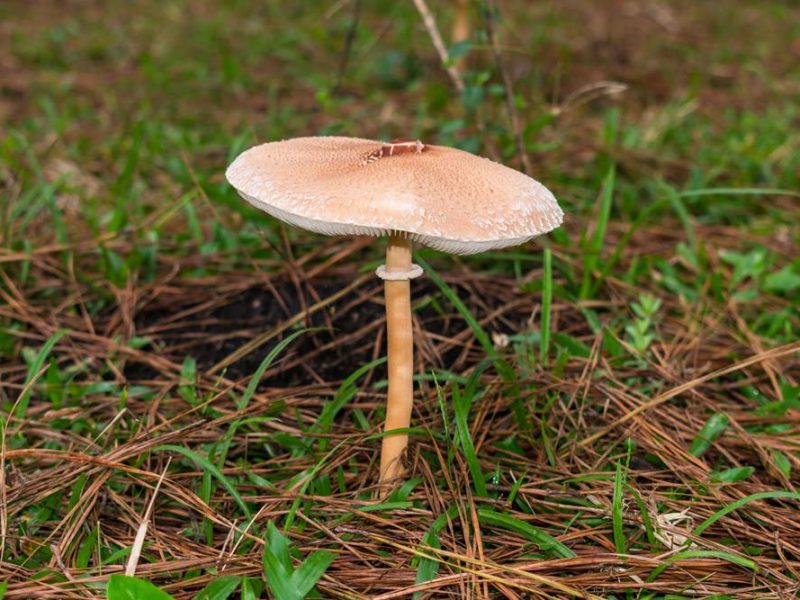 Macrolepiota bonaerensis | Cogumelo selvagem comestível