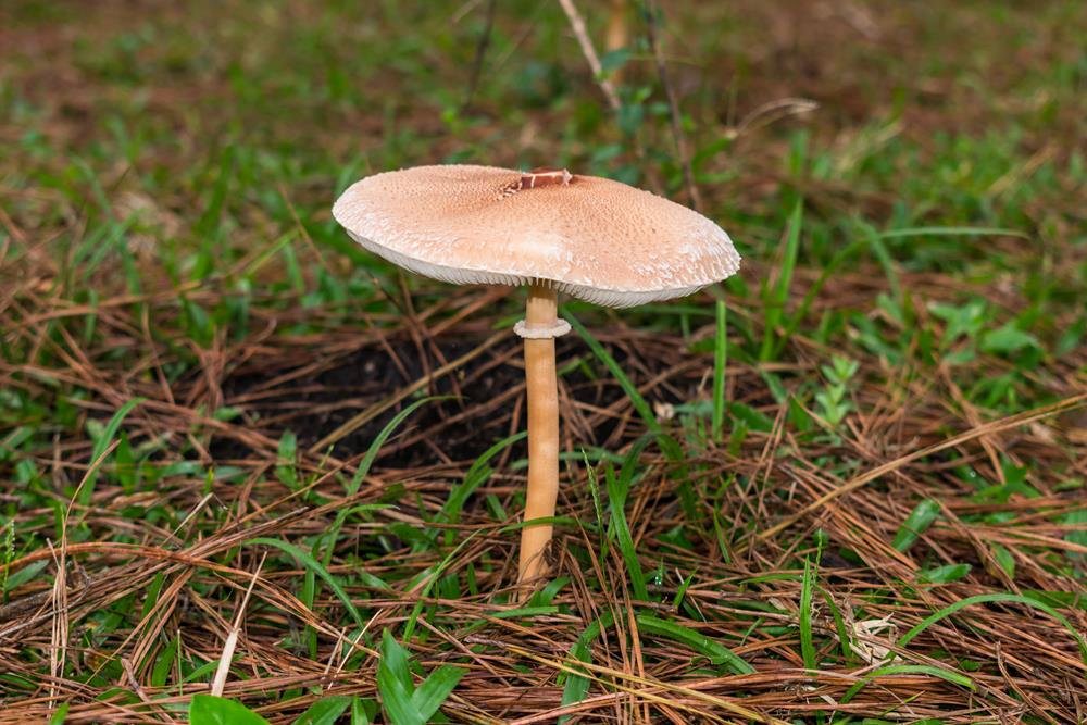 Macrolepiota bonaerensis | Cogumelo selvagem comestível