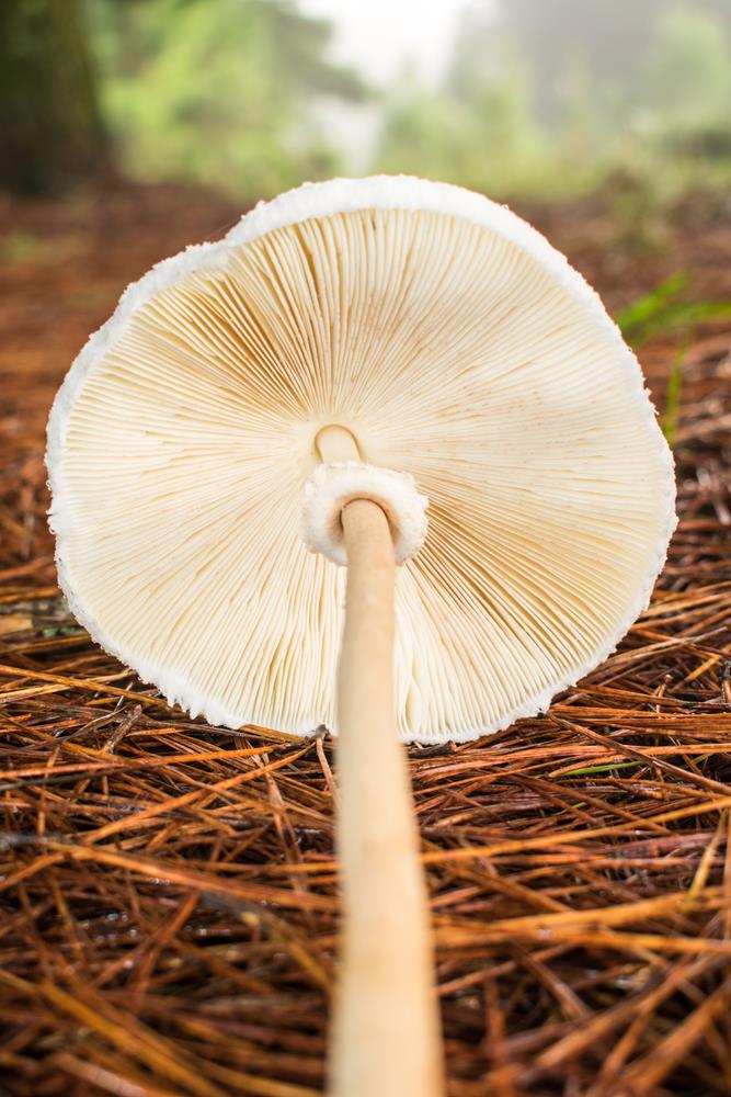 Macrolepiota bonaerensis himenóforo