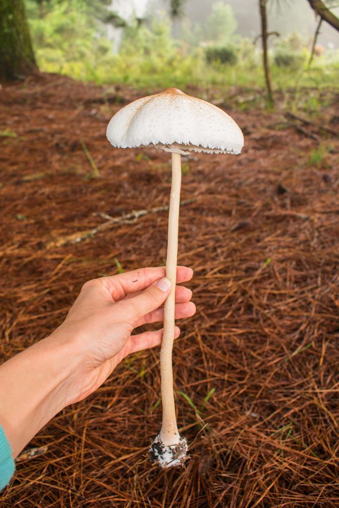 Macrolepiota bonaerensis