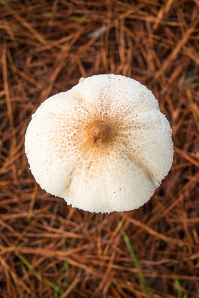 Macrolepiota bonaerensis chapéu