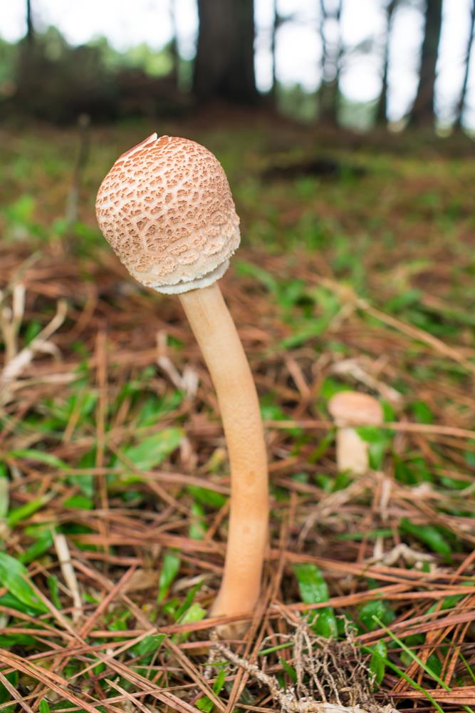 Macrolepiota bonaerensis jovem