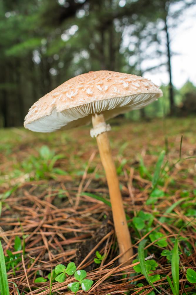 Macrolepiota bonaerensis