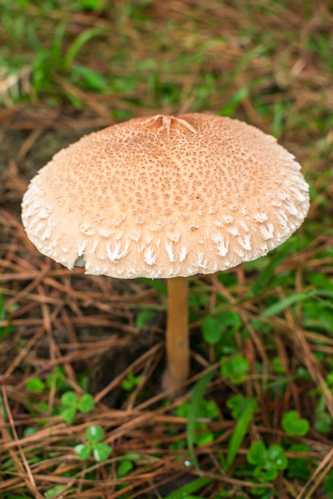 Macrolepiota bonaerensis