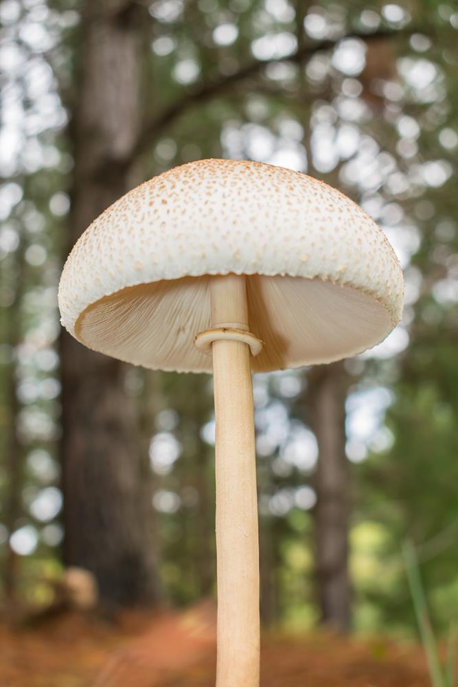 Macrolepiota bonaerensis