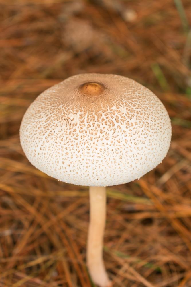 Macrolepiota bonaerensis