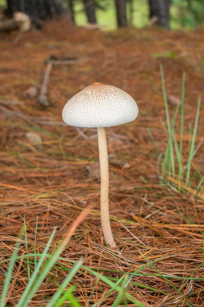 Macrolepiota bonaerensis