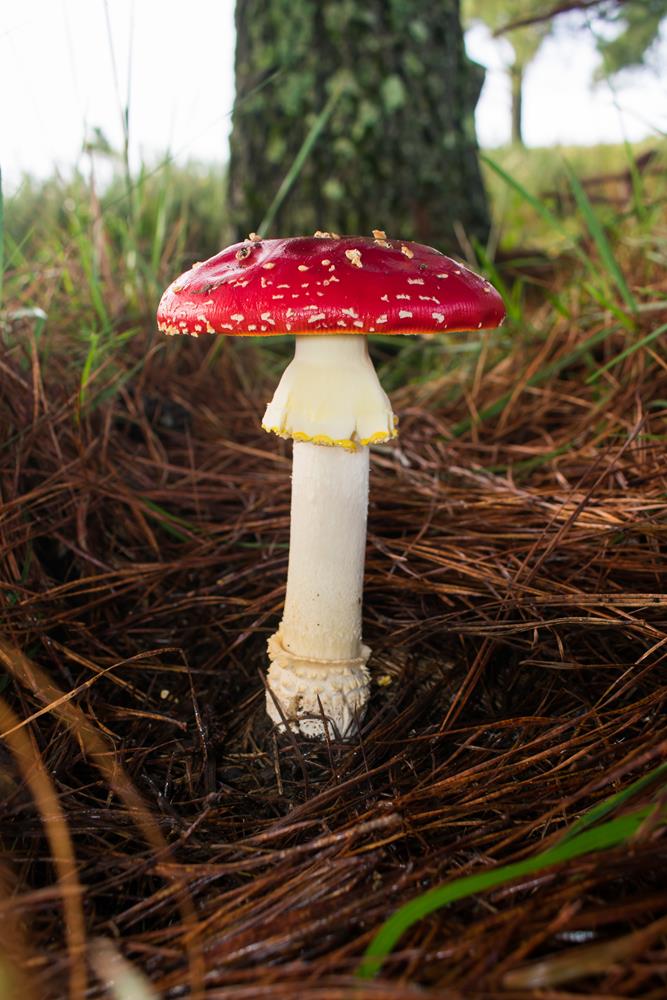 Amanita muscaria na Serra Gaúcha