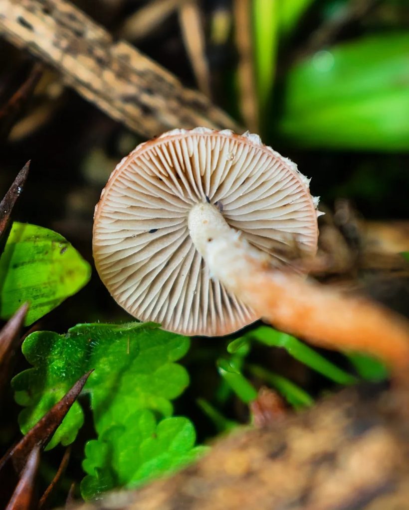 Leratiomyces ceres himenóforo