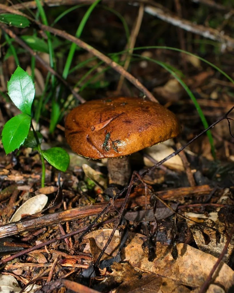 Boletinellus rompelii