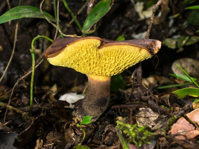 Da mata ao prato: Boletinellus rompelii, cogumelo silvestre comestível