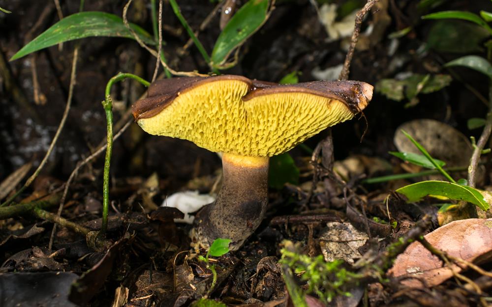 Da mata ao prato: Boletinellus rompelii, cogumelo silvestre comestível