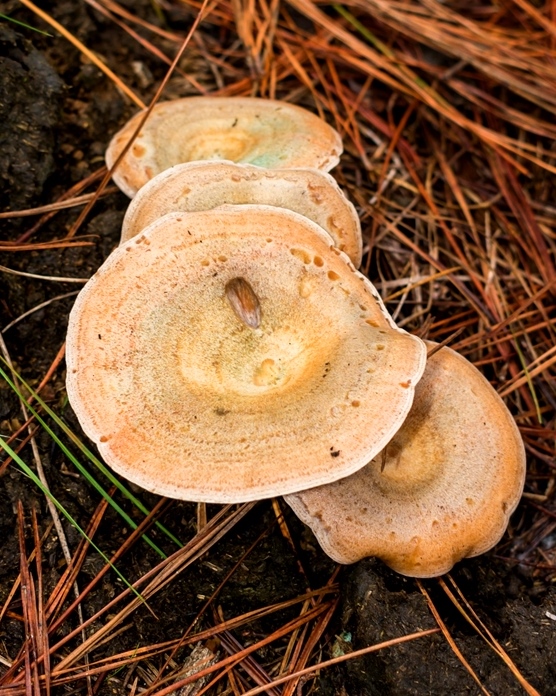 Lactarius quieticolor mushroom