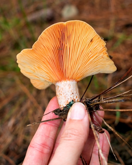 Lactarius quieticolor gills