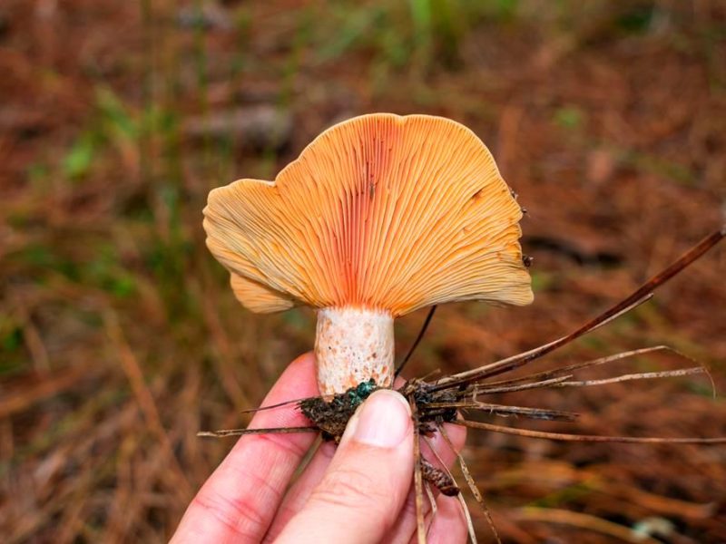 Lactarius quieticolor | Cogumelo Comestível na Serra Gaúcha