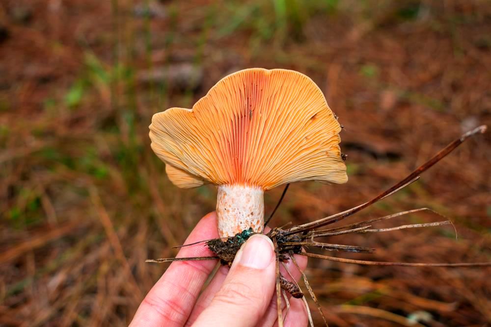 Lactarius quieticolor | Wild Edible Mushroom in Brazil