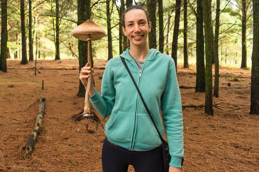 Macrolepiota capelariae gigante