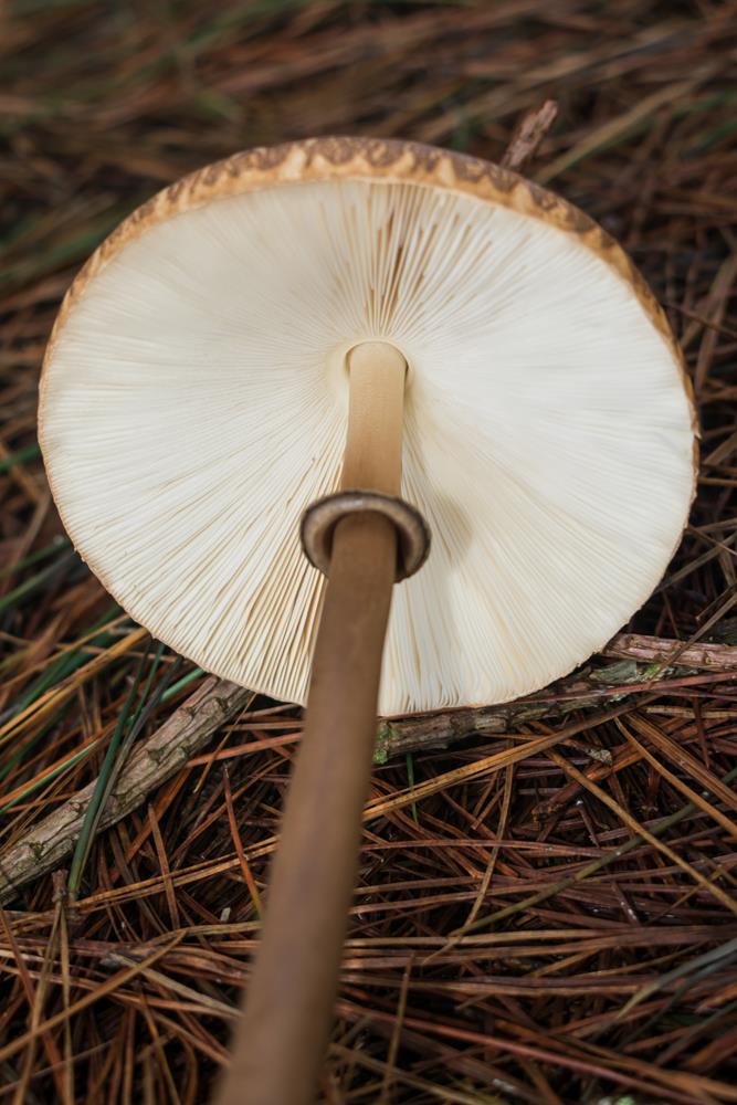 Macrolepiota capelariae