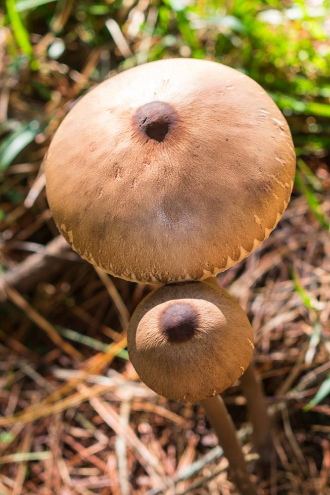 Macrolepiota capelariae